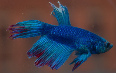 Turquoise and Blue Siamese fighting fish in a home aquarium Beta fish 