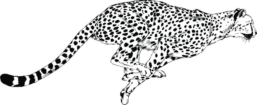 running Cheetah drawn in ink by hand on a white background