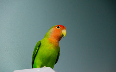Fototapeta na wymiar lovebird parrot sitting and posing