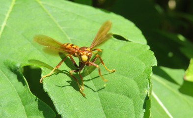 Tropical wasp on green leaves in Florida nature
