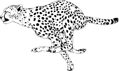running Cheetah drawn in ink by hand on a white background