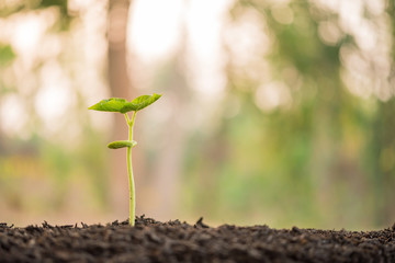 the seedling are growing from the rich soil to the morning sunlight that is shining and green nature bokeh background, new life growth ecology business financial progress, earth day, ecology concept