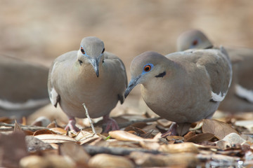 White-winged dove perched on a backyard home feeder