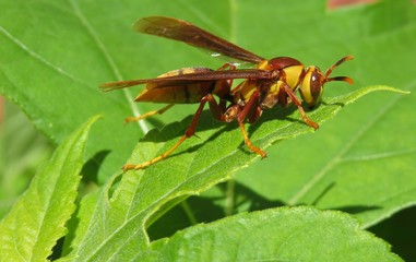 Big tropical wasp on green heliopsis leaves in Florida nature