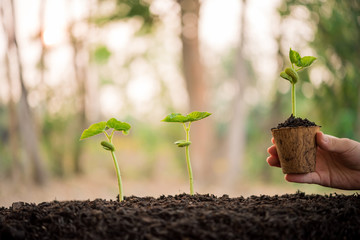 agronomist holding seedlings in peat pots. female hands touching the plants for planting tree. the spring planting. early seedlings grown from seeds. agriculture. earth day, ecology concept..