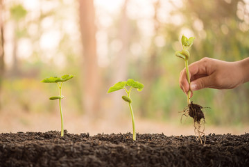 hand holding and caring a green plant over lighting background, planting tree, environment, background.agriculture, horticulture. plant growth evolution from seed to sapling, ecology concept.