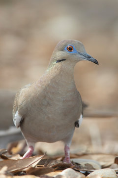 White-winged dove perched on a backyard home feeder