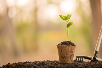shovel and pot with sapling for planting in home garden, gardening.  copy space, gardening or planting concept. spring planting. early seedlings grown from seeds. agriculture. earth day, ecology.