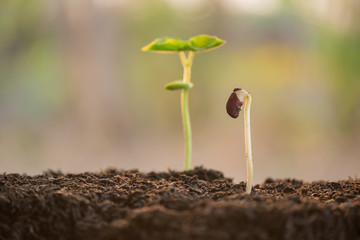 plant growing in morning light green nature bokeh background, new life, business financial progress cultivation. agriculture, horticulture. plant growth evolution from seed to sapling, ecology concept