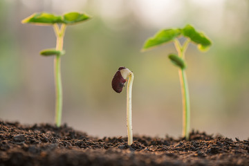 plant growing in morning light green nature bokeh background, new life, business financial progress cultivation. agriculture, horticulture. plant growth evolution from seed to sapling, ecology concept