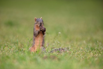 Naklejka na ściany i meble Eastern Fox squirrel eating in a backyard feeder