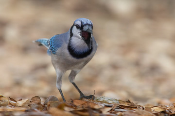 bluejay perched on a backyard home feeder