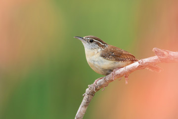 Carolina wren perched on a branch in a backyard home feeder