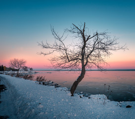 Lone tree in Winter by the Lake