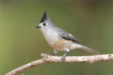 black-crested titmouse perched on a branch backyard home feeder