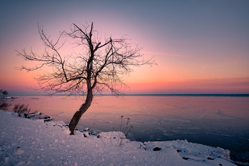 Lone tree in Winter by the Lake