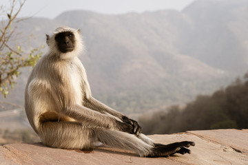 Monkey sat down 