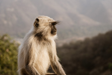 Fototapeta premium Monkey looking into the distance. Side profile 