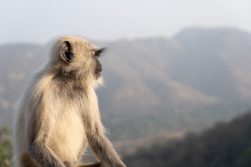 Monkey looking into distance 
