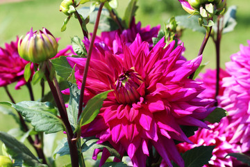 Colorful closeup vibrant flower in the garden macro photography beautiful nature  with soft green background