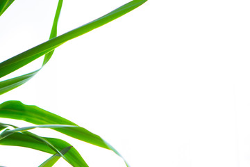 Obraz premium Green leaves on a white background. Isolated space. Copy space.