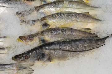 Snook or robalo for sale at a fish market in San Pedro, California.