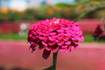 Colorful closeup vibrant flower in the garden macro photography beautiful nature  with soft green background