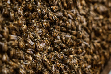 bees on honeycomb