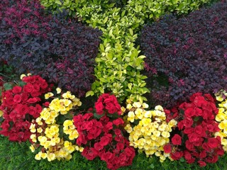 A bed of different coloured and co-ordinated plants and flowers.