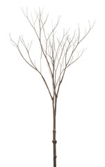 Dry branch of dead tree isolated on white background, Clipping path.