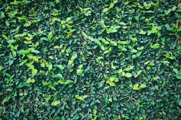 Natural green plant wall or small leaf - Green leaves texture background