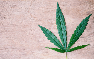 Cannabis leaves Hemp plant for medical / Marijuana leaf on wooden background