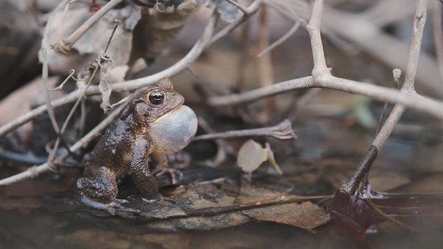 Male American Toad, Anaxyrus americanus, sitting in an urban wetland, calls out for a mate in the Spring by inflating his throat pouch and producing a loud trill. High quality audio. 
