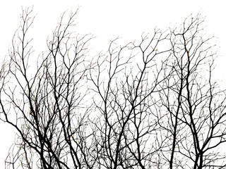 silhouette of dry branch isolated on white background.