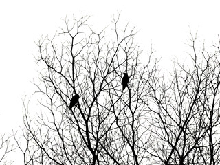 silhouette of dry branch isolated on white background.