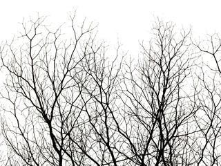 silhouette of dry branch isolated on white background.
