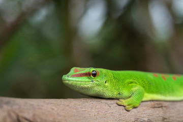 Madagascar Day gecko, Phelsuma madagascariensis, Antsiranana, Madagascar.