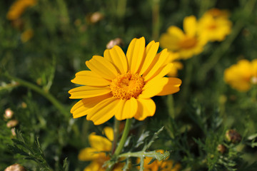 Chamomile is yellow. Anthemis. Yellow-green field with daisies in spring.