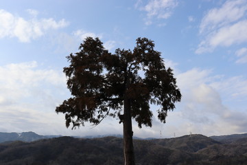 Obraz premium 日本の景色