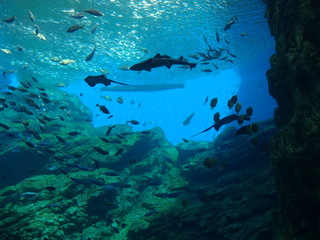 aquarium in Sendai city, Japan