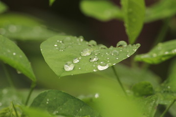 Close up shot of water drops on the single or lot of green leafs on the garden, rain drops on the single or lot of green leafs in the garden