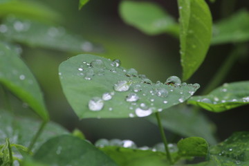 Close up shot of water drops on the single or lot of green leafs on the garden, rain drops on the single or lot of green leafs in the garden