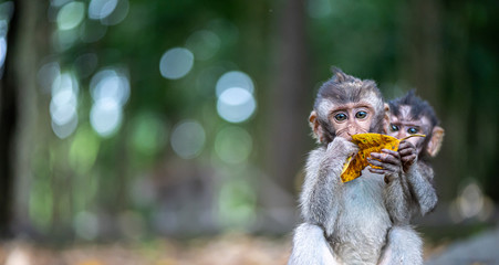 Two small baby monkeys playing with yellow leaf in a jungle, copy space