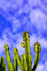 Cactus Against Blue Sky