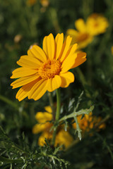 Chamomile is yellow. Anthemis. Yellow-green field with daisies in spring.
