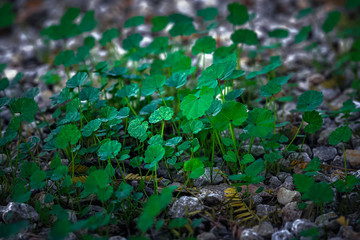 Growth concept -Tiny green plant in Saudi Arabia.