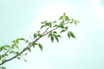 Single tree branch with lots of green leafs / leaves in the tree branch with sky in the background