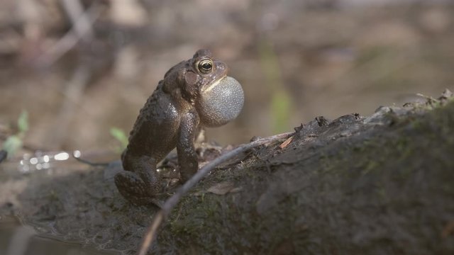 Male American Toad, Anaxyrus americanus, sitting in an urban wetland, calls out for a mate in the Spring by inflating his throat pouch and producing a loud trill. High quality audio. 