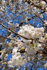 Yoshino Cherry blossoms 3
