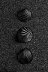  Black shell on a black sand background. Black design.